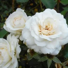 Roos White New Dawn